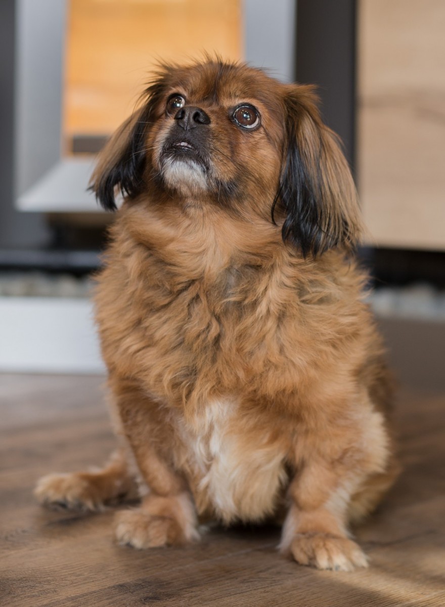 Portrait: Lucky Schöller, Wachhund